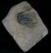 Spikey Leonaspis Trilobite - Atchana, Morocco #22549-3